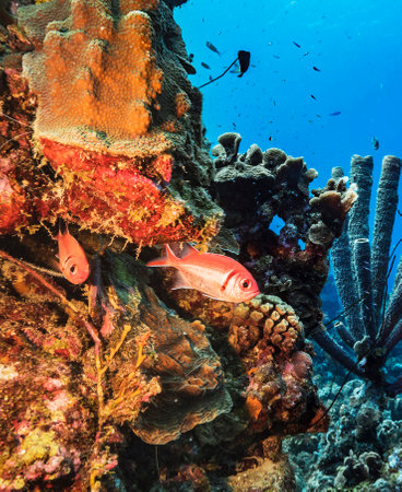 Coral and fish on a tropical coral reef in the Red Seaの写真素材