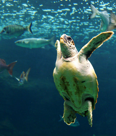 Green sea turtle swimming in the ocean. Sea turtle in aquarium.の写真素材