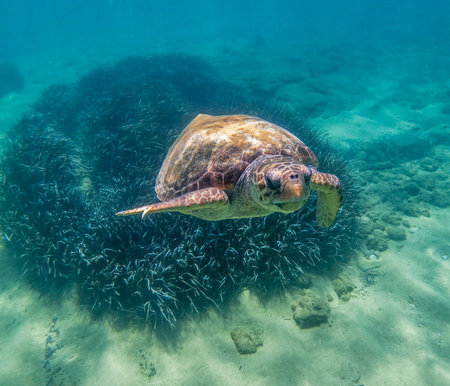 Hawaiian Green Sea Turtle (Chelonia mydas) in Hawaiiの写真素材