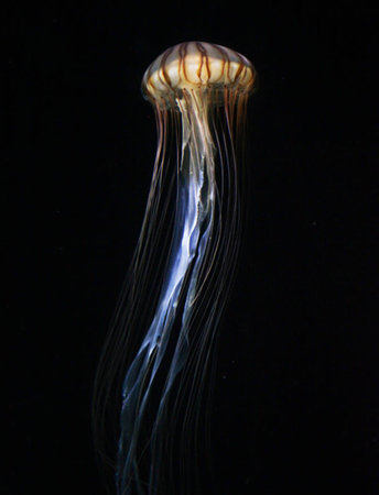Jellyfish isolated on a black background, closeup of photoの写真素材