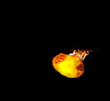 Abstract image of a fire flame on a black background. Close-up.の写真素材