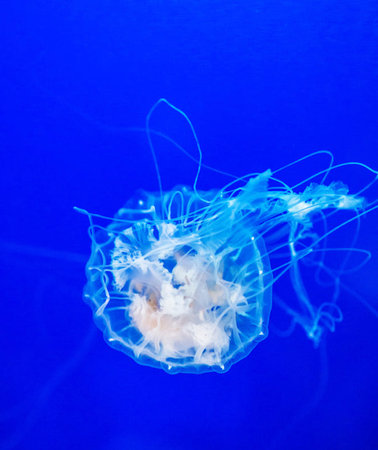 jellyfish in the blue water, closeup of photo.の写真素材