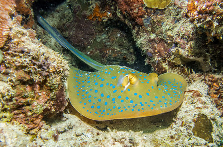 Bluespotted stingray on the coral reef of Bali