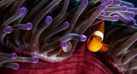 Clown anemonefish in anemone anemoneの写真素材