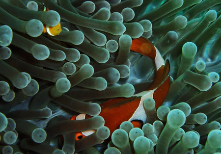 Clown anemonefish (Amphiprion bicolor)の写真素材