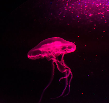 Jellyfish in the aquarium. Jellyfish in the water.