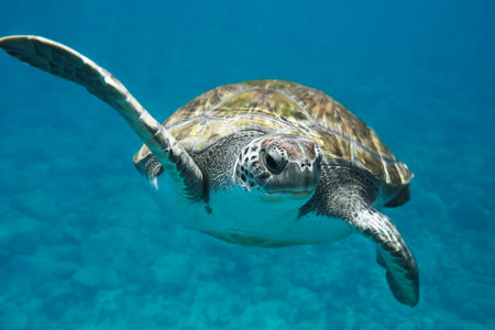 Hawaiian Green Sea Turtle (Chelonia mydas)の写真素材