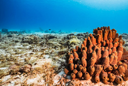Beautiful tropical coral reef and marine life in the Red Sea.の写真素材