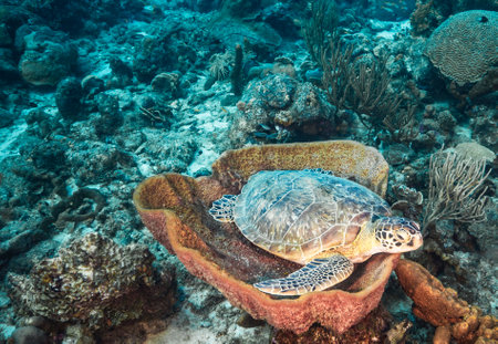 Hawaiian Green Sea Turtle (Eretmochelys imbricata) on a coral reefの写真素材