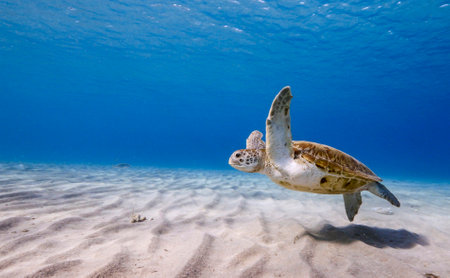 Hawaiian Green Sea Turtle (Chelonia mydas)の写真素材