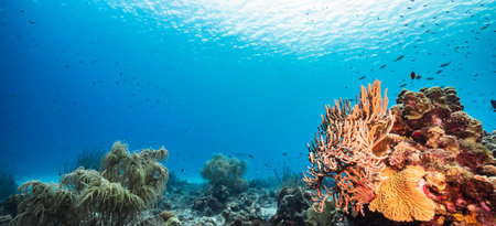 Beautiful tropical coral reef and marine fish in the Red Sea.の写真素材