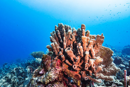 Colorful and beautiful underwater world with corals and tropical fish.の写真素材