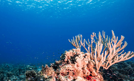 Tropical coral reef with hard corals and tropical fish in the blue oceanの写真素材