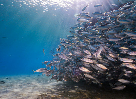 Large school of fish swimming in the blue waters of the Caribbean Sea