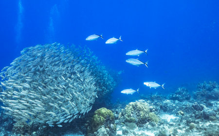 Underwater view of a school of fish swimming in the coral reef