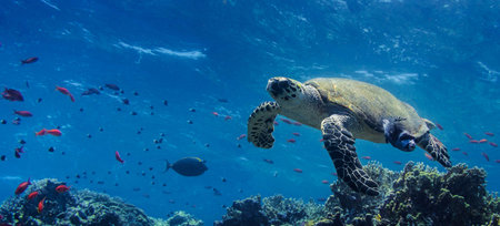 Hawaiian Green Sea Turtle (Chelonia mydas)