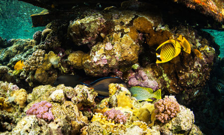 Underwater view of a tropical coral reef with a colorful tropical fish