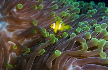 Clown anemonefish in a sea anemone.の写真素材