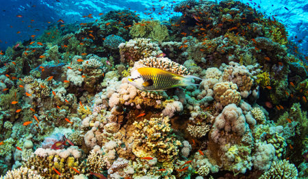 Coral reef and fish on a tropical coral reef in the Red Seaの写真素材