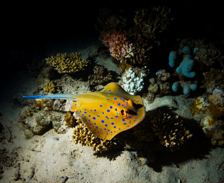 bluespotted stingray on a coral reef in the Red Sea