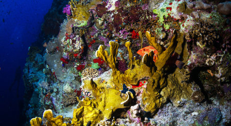 Colorful corals on a tropical coral reef in the Red Sea