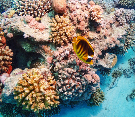 Underwater view of coral reef with fish, Red Sea, Egypt