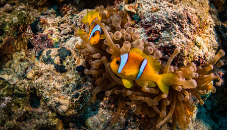 Clown anemonefish on the coral reef in Red Seaの写真素材