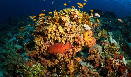 Coral and fish on a tropical coral reef in the Red Sea