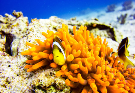 Clown anemonefish (Amphiprion bicolor)の写真素材
