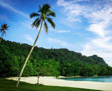 Tropical beach with coconut palm trees at Seychellesの写真素材