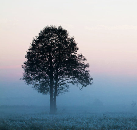 Tree in the fog at sunrise. Beautiful summer landscape with a lonely treeの写真素材