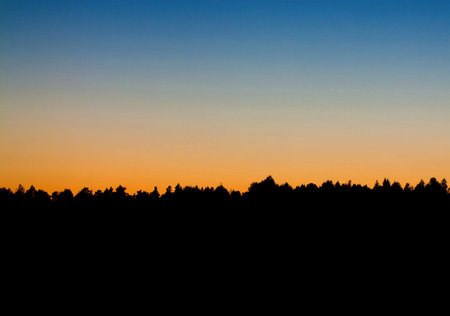 Silhouette of pine trees against the background of the sunset.の写真素材