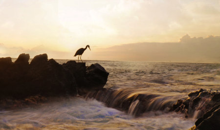 Silhouette of a heron standing on a rock at sunsetの写真素材