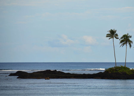 Palm trees on the shore of the island of Kauai, Hawaii