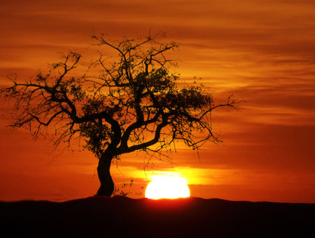 Silhouette of a tree at sunset in the desert, Africaの写真素材