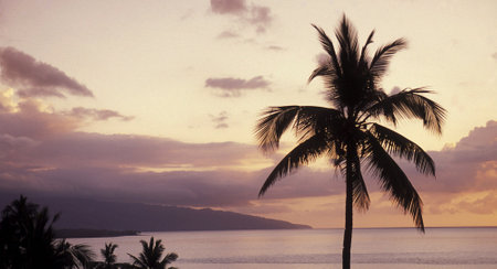 Silhouette of coconut palm tree on the beach at sunset.の写真素材
