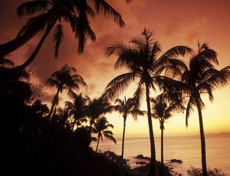 Palm trees silhouettes at sunset on the beach in Hawaii.の写真素材