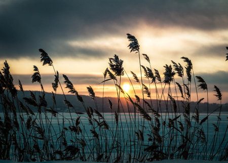 Sunset over frozen lake in winter with reed grass silhouettes