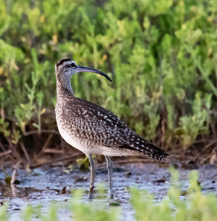 Whimbrel, Numenius phaeopus, single bird in water, South Africaの写真素材