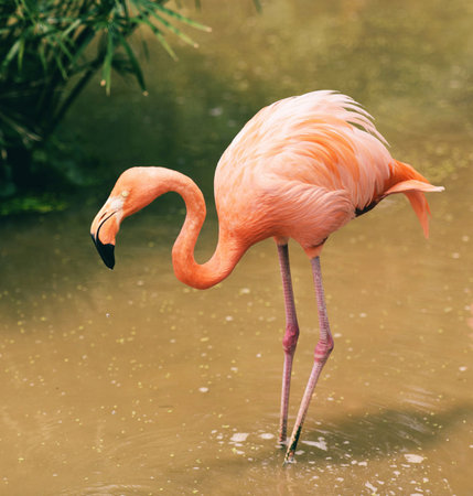 Greater flamingo (Phoenicopterus ruber)の写真素材