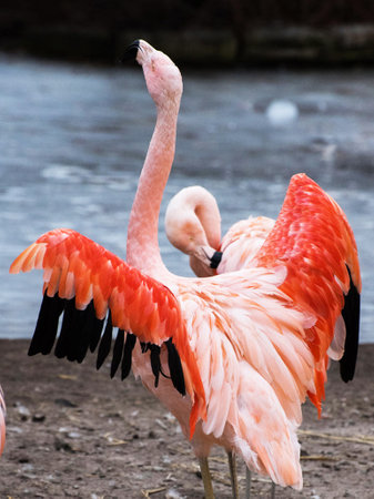 Greater flamingo (Phoenicopterus ruber)