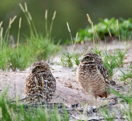 Burrowing owl (Athene cunicularia) in the natural habitatの写真素材