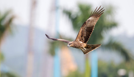 Black kite (Milvus milvus) in flightの写真素材