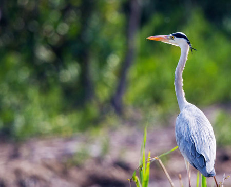 Great Blue Heron (Ardea herodias) in natureの写真素材