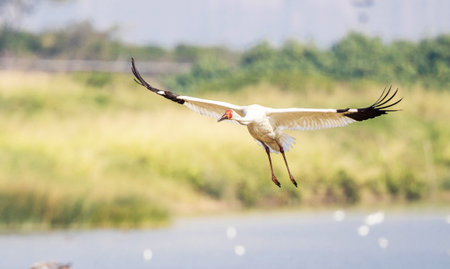 White stork flying over the lake. Bird in flight. Wildlife scene from nature.の写真素材