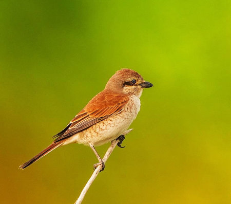 Red-backed Shrike (Lanius collurio)の写真素材