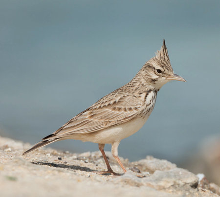 Lark (Alauda alauda) on the beachの写真素材