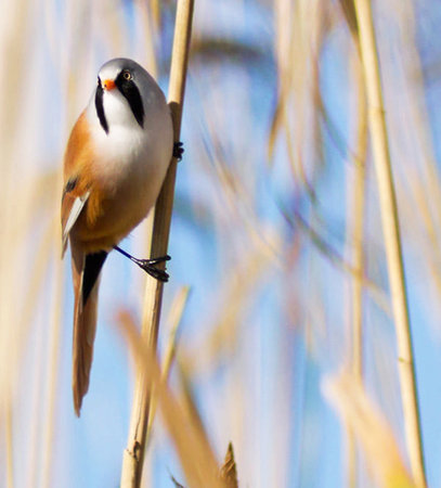long-tailed tit sitting on a reed in the reedsの写真素材