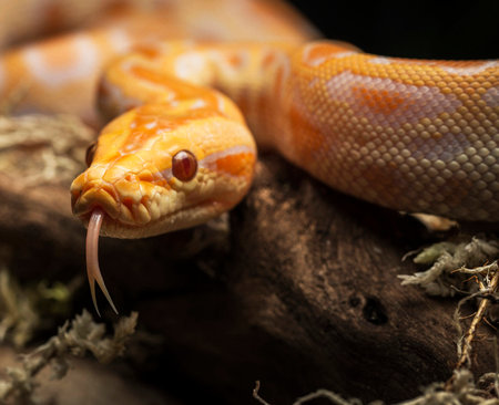 Close-up of a Burmese python (Python reticulatus)