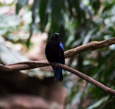 beautiful black and blue bird on a branch in the rainforestの写真素材